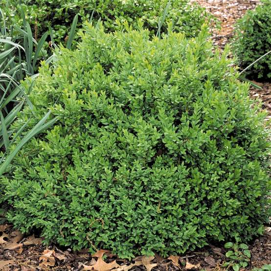 Globe-like North Star Buxus in landscape